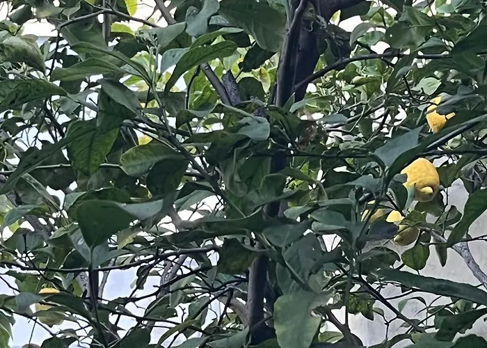 Gardenhouse Divenere Bari